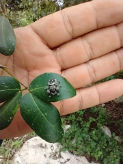 Phidippus bidentatus