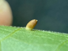 Caryomyia urnula