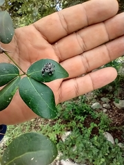 Phidippus bidentatus