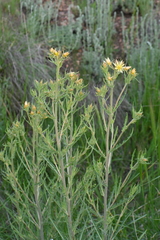 Mentzelia rusbyi