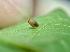 Caryomyia urnula