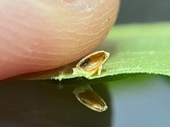 Caryomyia urnula