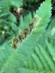 Chirosia filicis