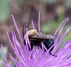 Melissodes desponsus