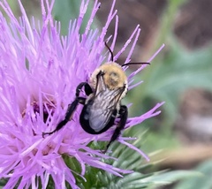 Melissodes desponsus