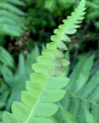 Chirosia filicis