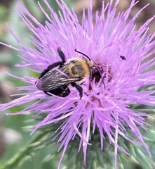 Melissodes desponsus