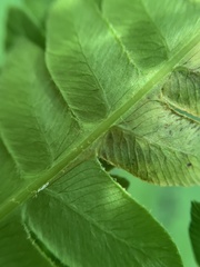 Chirosia filicis
