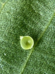 Caryomyia leviglobus
