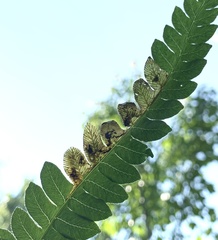 Chirosia filicis