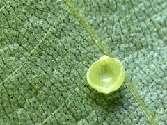 Caryomyia leviglobus