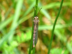 Ascaloptynx appendiculata
