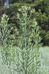 Mentzelia rusbyi