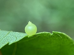 Caryomyia leviglobus