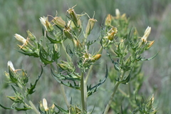 Mentzelia rusbyi