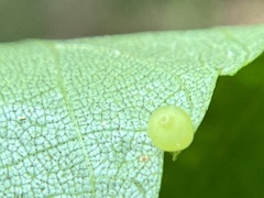 Caryomyia leviglobus