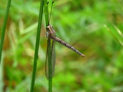 Ascaloptynx appendiculata