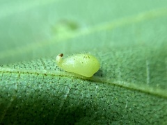 Caryomyia eumaris