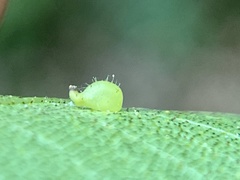 Caryomyia eumaris