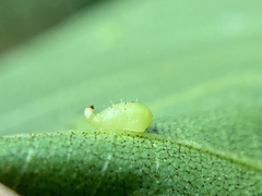 Caryomyia eumaris