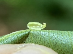 Caryomyia eumaris