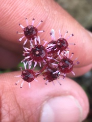 Micranthes razshivinii