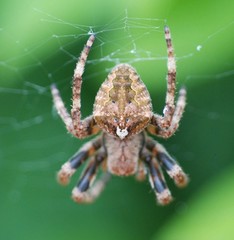 Araneus uyemurai