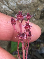 Micranthes razshivinii