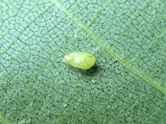Caryomyia eumaris