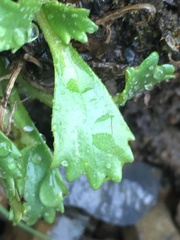 Micranthes razshivinii