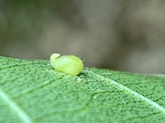 Caryomyia eumaris