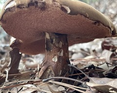 Tylopilus indecisus