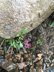 Micranthes razshivinii