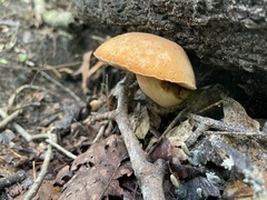 Tylopilus tabacinus