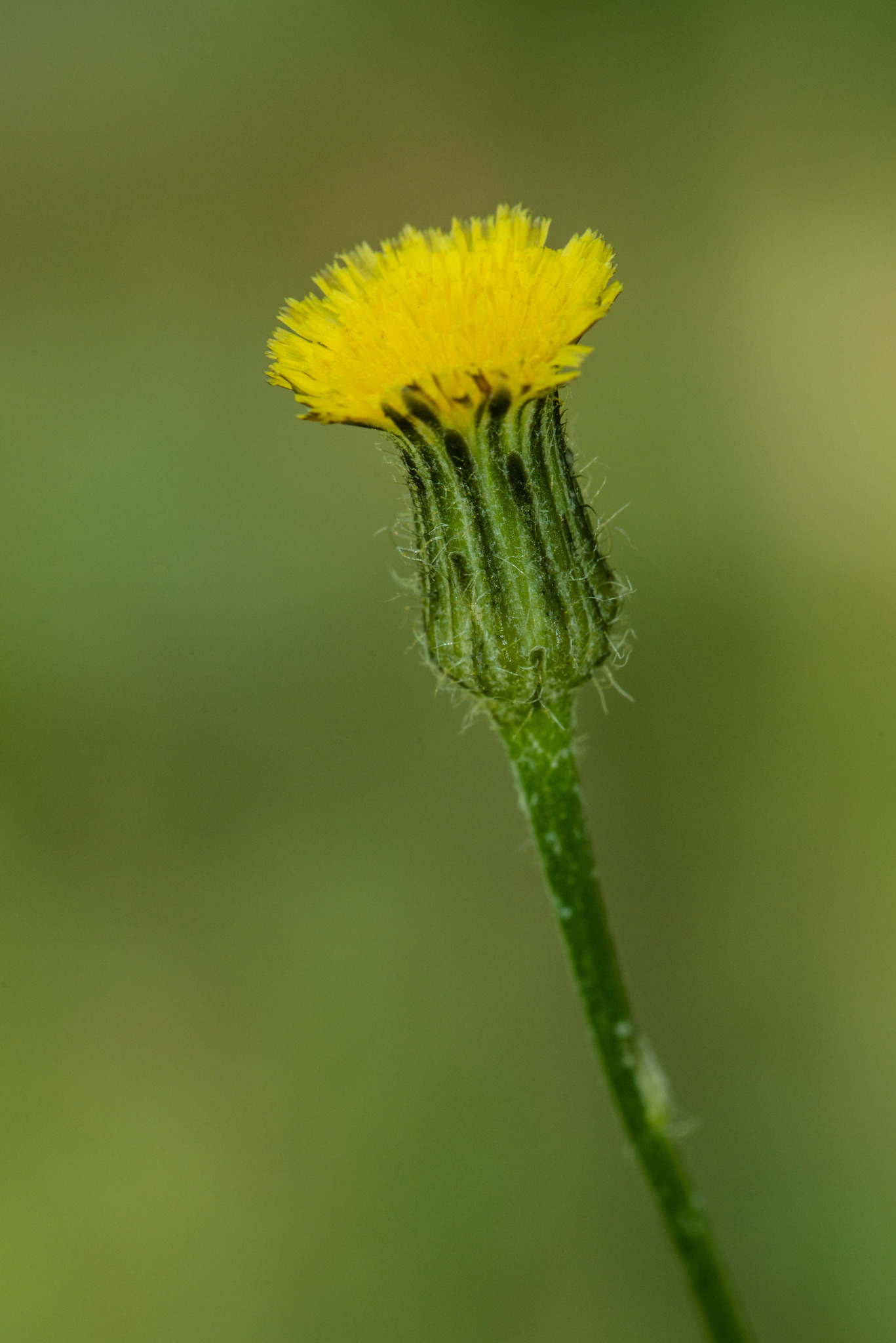 Hypochaeris chillensis