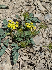 Lomatium martindalei