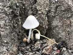 Coprinellus