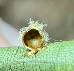 Caryomyia hirtidolium