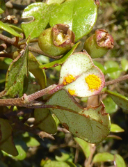 Austropuccinia psidii image