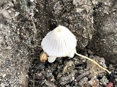 Coprinellus