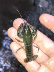 Lacunicambarus chimera