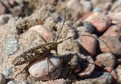 Monochamus marmorator