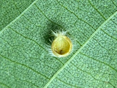 Caryomyia hirtidolium