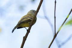 Phyllomyias fasciatus