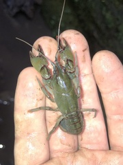 Lacunicambarus chimera