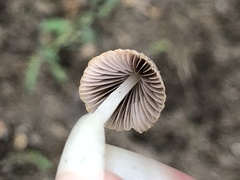 Coprinellus