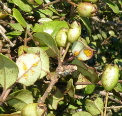 Austropuccinia psidii image