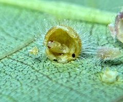 Caryomyia hirtidolium