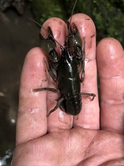 Lacunicambarus chimera