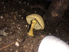 Leucocoprinus birnbaumii image